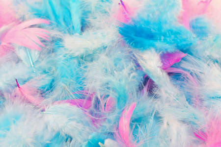 Pink and light blue feather fashion accessories の写真素材