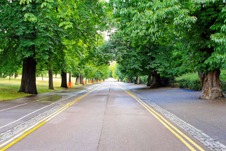 Beautiful road trough wood in Greenwich Londonの写真素材