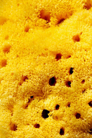 Macro shot of natural sea sponge texture の写真素材