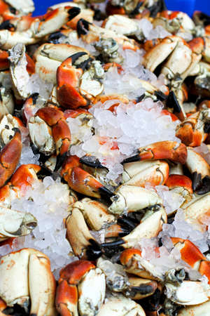 Big pile of fresh crabs sitting on ice の写真素材