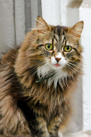 Old domestic cat with thic brown furの写真素材