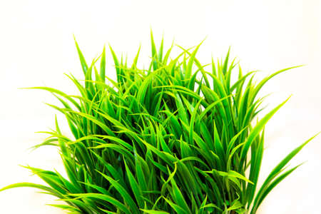 Natural green wheat grass in the potの写真素材