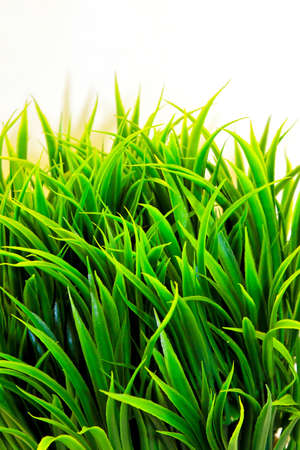 Organic green wheat grass in the pot