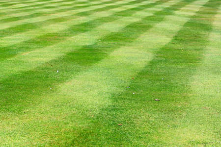 Cultivated and cutted green grass football fieldの写真素材