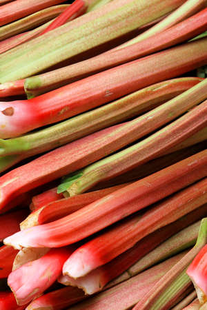 Big pile of organically grown rhubarb vegetableの写真素材