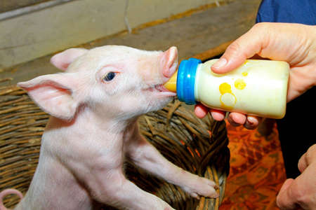 Small baby piglet feeding milk from bottleの写真素材