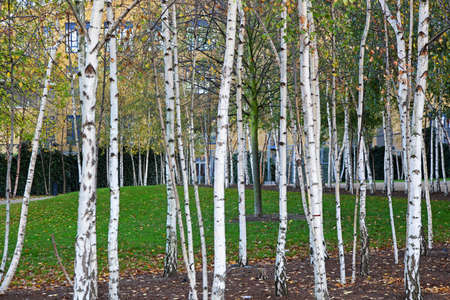 White birch woods in parkの写真素材