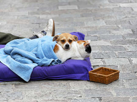 Cat and dog begging at street togetherの写真素材