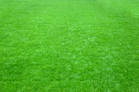 Trimmed green lawn at football sport stadiumの写真素材