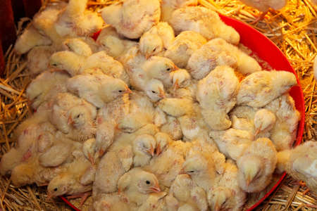 Bunch of new born small yellow chicks