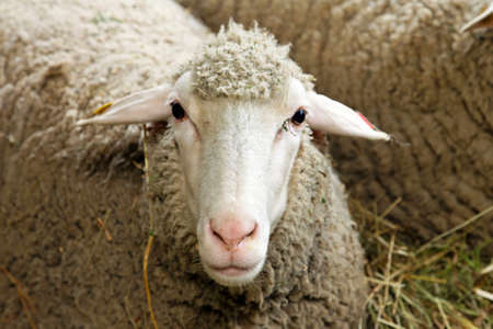 Portrait of sheep in pen at farm