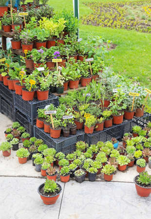 Natural edible plants and herbs in potsの写真素材