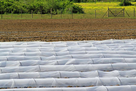 Plastic foil tube equipment for greenhouse gardeningの写真素材
