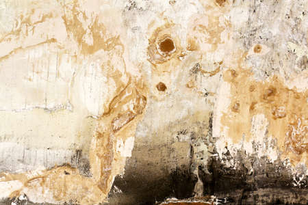 Bad condition of wall with distincive fungus and moldの写真素材