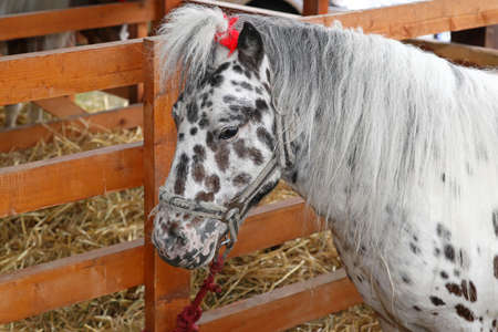 Young black and white foal pony in penの写真素材