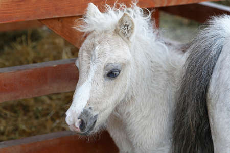 Young foal pony behind mother in stableの写真素材