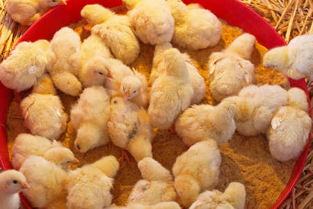Bunch of small yellow one day old chicks