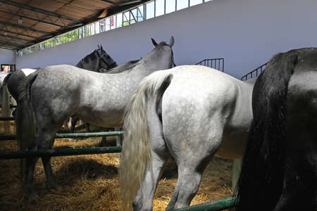 Many horses standing n stable at farm