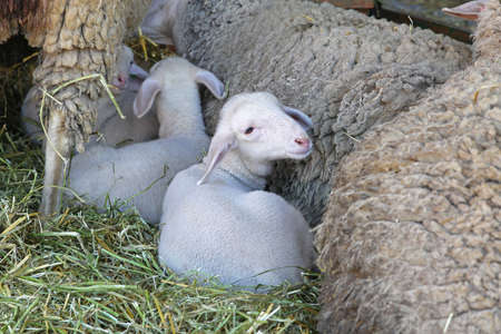 Small baby lambs in pen at farm