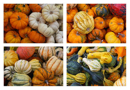 An Assortment Of Gourds and pumpkins collageの写真素材