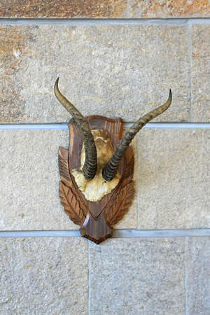 Trophy horns of wild animal at wallの写真素材