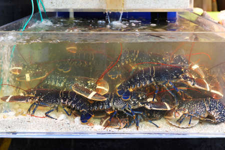 Live lobsters in tank at marketの写真素材