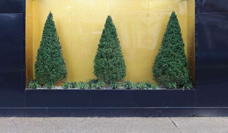 Three pine tree bush at goldの写真素材