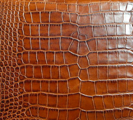 Genuine brown crocodile leather textureの写真素材