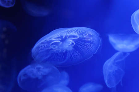 Moon jelly fish Aurelia Aurita Medusae in blue waterの写真素材