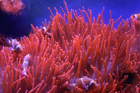 Percula clown fish in orange polyps at coral reef
