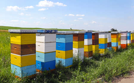 Wooden beehives with active honey bees at field