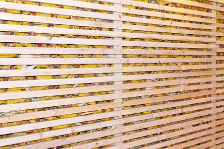 Wooden barn with corn maize harvest at farm