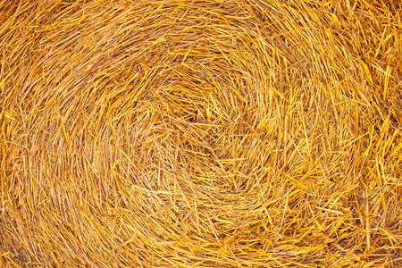 Close up shot of straw hay textureの写真素材