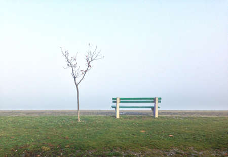 Lonely tree and bench in fog