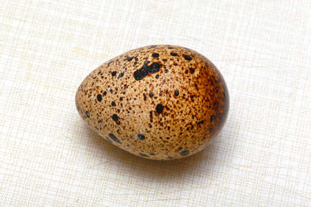 One quail egg Japanese cuisine delicacyの写真素材