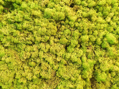 Live green moss wall backgroundの素材