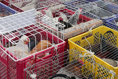 Hens and roosters in cages at poultry marketの写真素材
