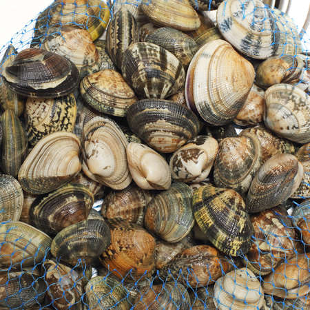 Big bunch of fresh raw Vongole clams