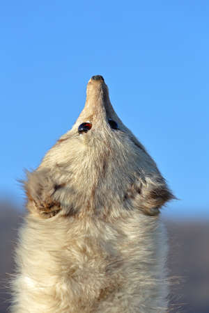 Fox fur scarf fashion accesoriesの写真素材