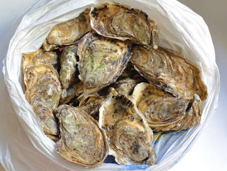 Bunch of Fresh Raw Oysters in the Bag