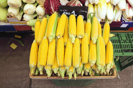 Yellow Corn Maize Ears For Sale at Farmers Market