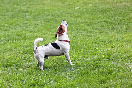 Annoying Jack Russell Terrier Barking and Howling