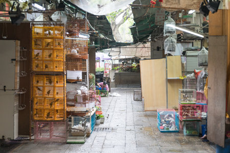 KOWLOON, HONG KONG - APRIL 21, 2017: Songbirds in Cages at Yuen Po Street Bird Garden in Kowloon, Hong Kong.のeditorial素材
