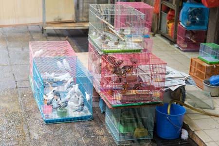 Songbirds in Cages at Yuen Po Street Bird Gardenの写真素材