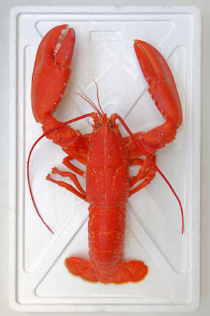 Cooked Orange Lobster in Cooler Boxの写真素材