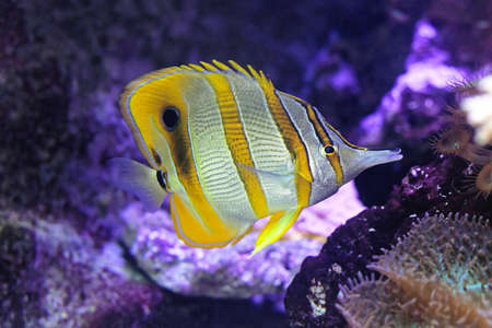 Beaked Copperband Butterfly Coral Fish in Tropical Water