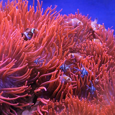 Percula Clown Fish in Orange Polyps at Coral Reefの写真素材