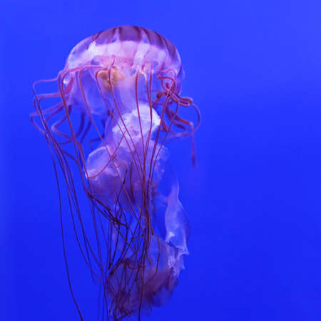 Dangerous Purple Striped Jellyfish Chrysaora Colorataの写真素材