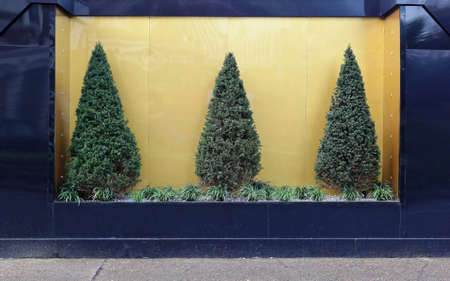 Three Evergreen Pine Tree Bush With Gold Backgroundの写真素材