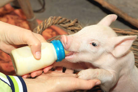 Small Piglet Feeding Milk From Baby Bottleの写真素材